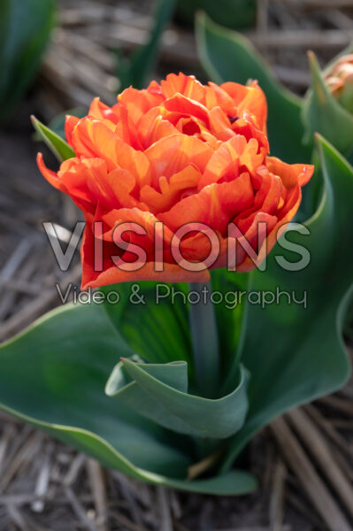 Tulipa Olivia Tulipa Olivia