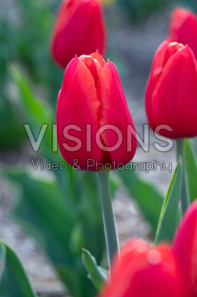 Tulipa Inxs Tulipa Inxs