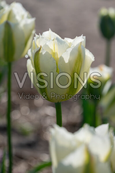 Tulipa Spring Green Tulipa Spring Green