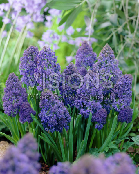 Muscari Fantasy Creation