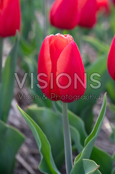 Tulipa Inxs Tulipa Inxs