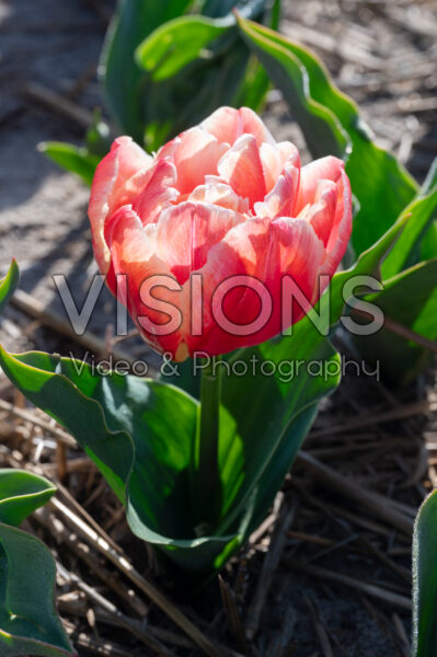 Tulipa Tasmania Tulipa Tasmania