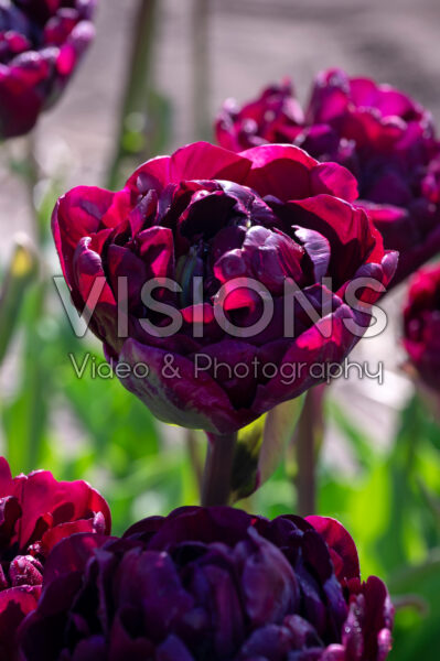 Tulipa Mystery Dream Tulipa Mystery Dream