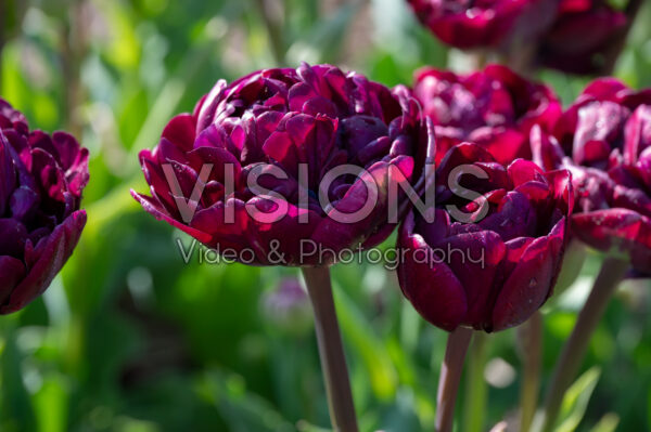 Tulipa Mystery Dream Tulipa Mystery Dream