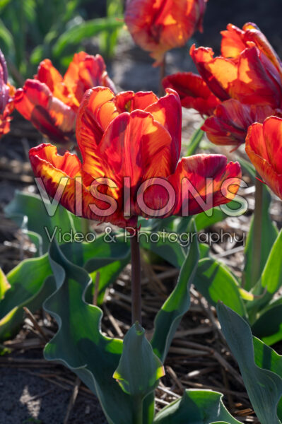 Tulipa Rainbow Parrot Tulipa Rainbow Parrot