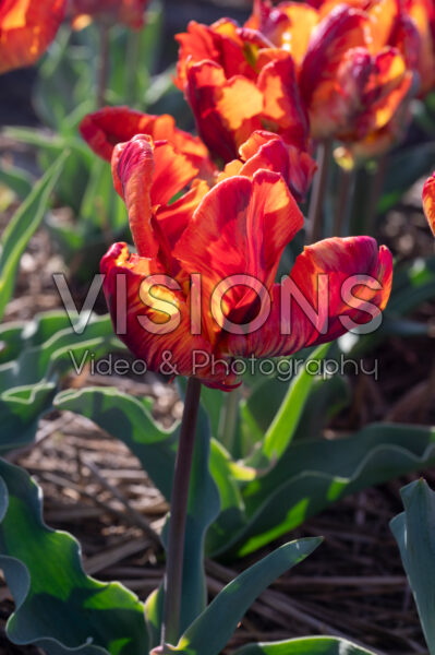 Tulipa Rainbow Parrot