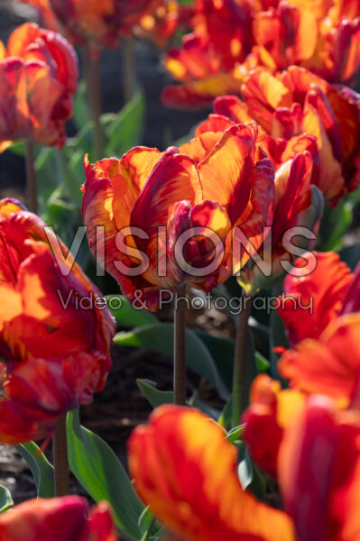 Tulipa Rainbow Parrot