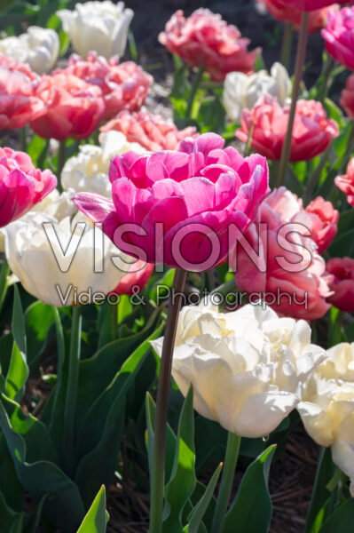 Tulipa Peony Party