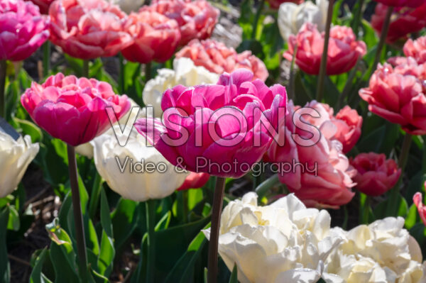 Tulipa Peony Party Tulipa Peony Party