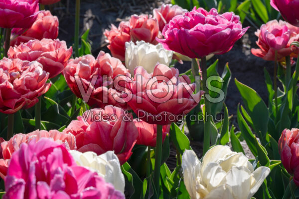 Tulipa Peony Party