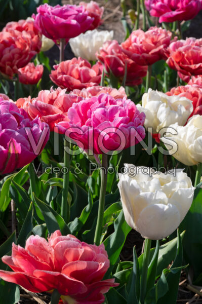 Tulipa Peony Party