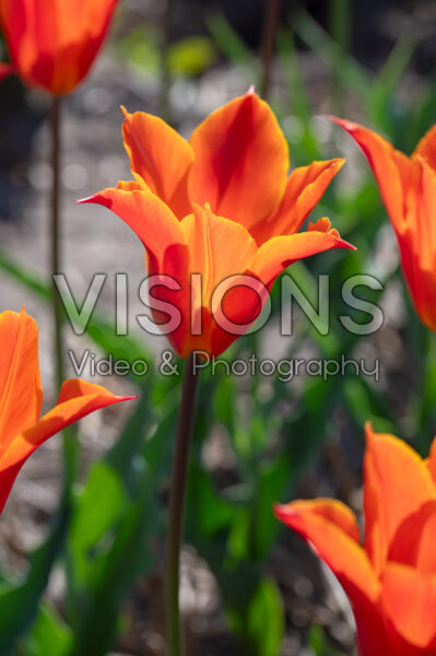 Tulipa Ballerina Tulipa Ballerina