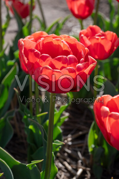 Tulipa Orange Flavour Tulipa Orange Flavour