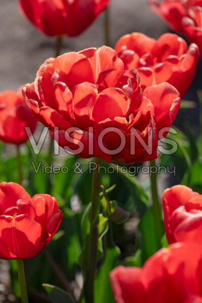 Tulipa Orange Flavour Tulipa Orange Flavour