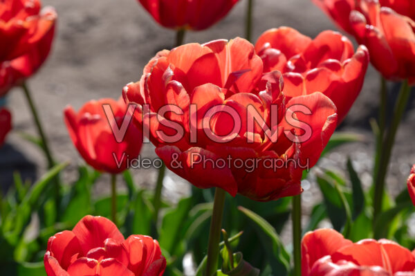 Tulipa Orange Flavour