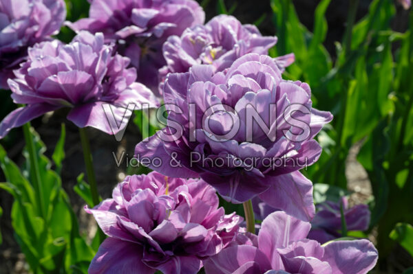 Tulipa Dancing Passion Tulipa Dancing Passion