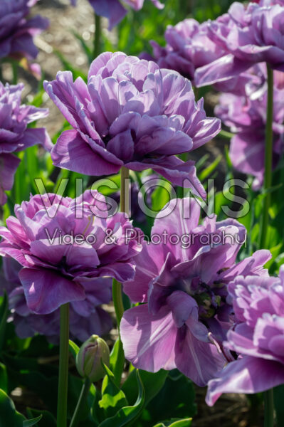 Tulipa Dancing Passion Tulipa Dancing Passion