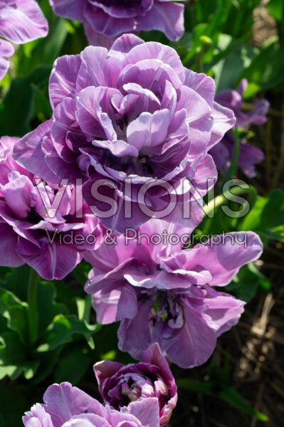 Tulipa Dancing Passion