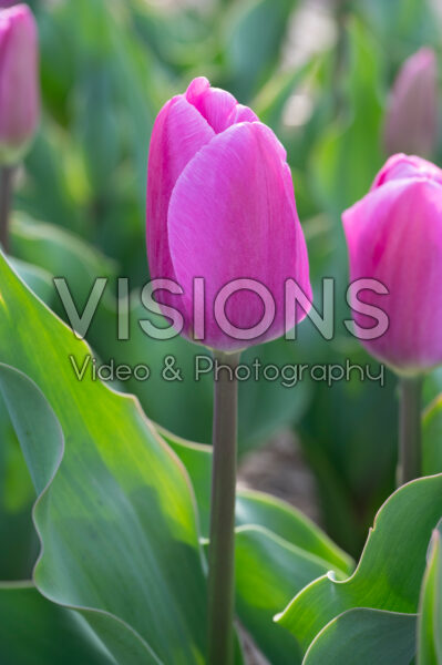 Tulipa Imperial Garden