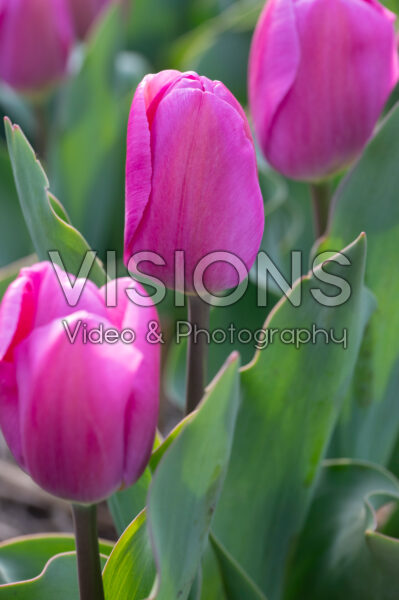 Tulipa Imperial Garden Tulipa Imperial Garden