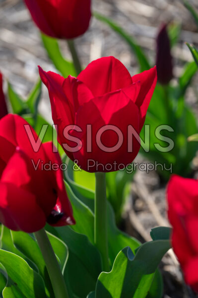 Tulipa Invitation Tulipa Invitation