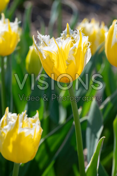 Tulipa Burning Flame