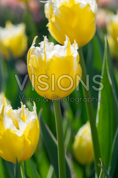 Tulipa Burning Flame