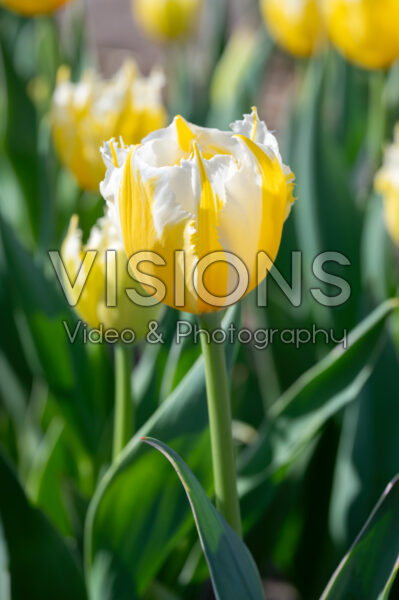 Tulipa Burning Flame Tulipa Burning Flame