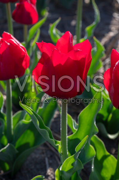 Tulipa Invitation Tulipa Invitation