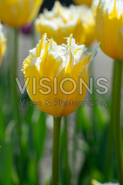 Tulipa Burning Flame Tulipa Burning Flame