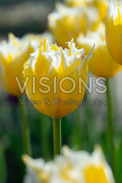 Tulipa Burning Flame Tulipa Burning Flame