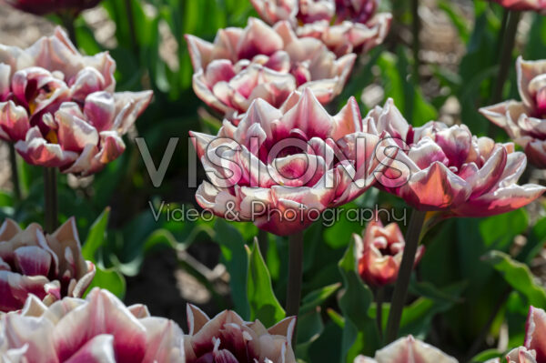 Tulipa Wyndham Tulipa Wyndham