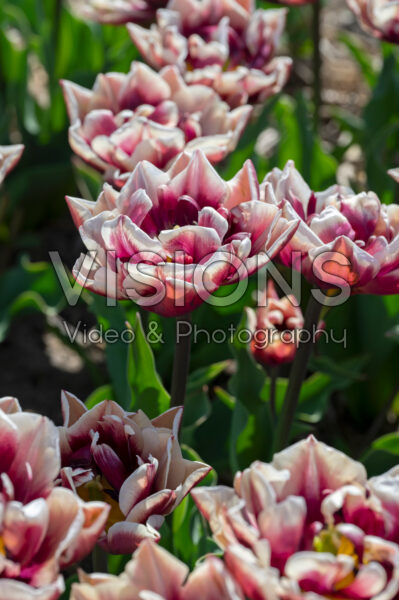 Tulipa Wyndham Tulipa Wyndham