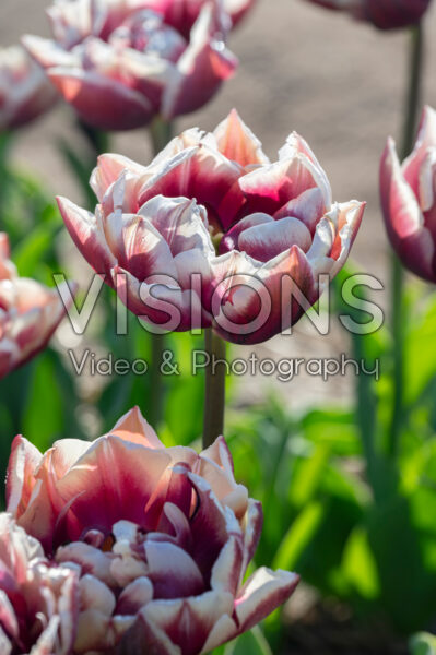 Tulipa Wyndham Tulipa Wyndham