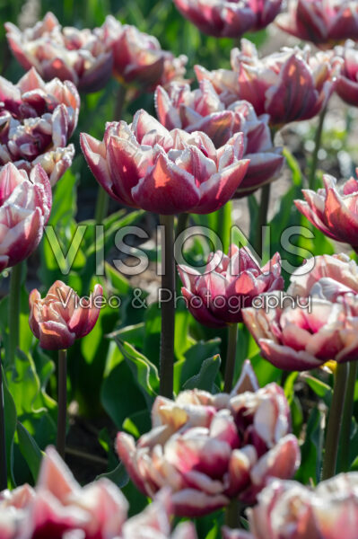 Tulipa Wyndham Tulipa Wyndham