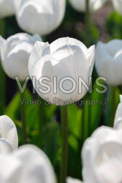 Tulipa Royal Virgin Tulipa Royal Virgin