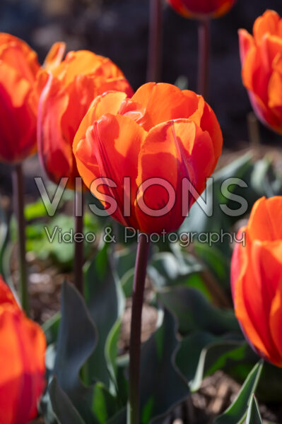 Tulipa Prinses Irene