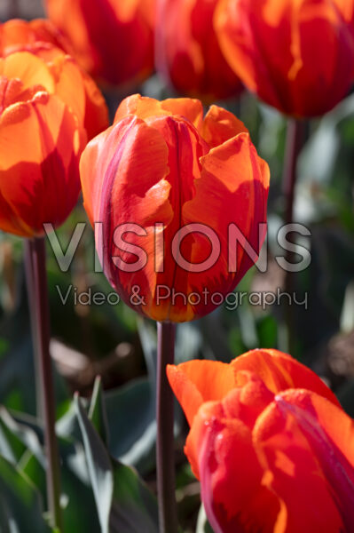 Tulipa Prinses Irene Tulipa Prinses Irene