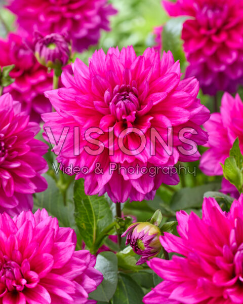 Dahlia Fuchsia Charm | Visions Pictures