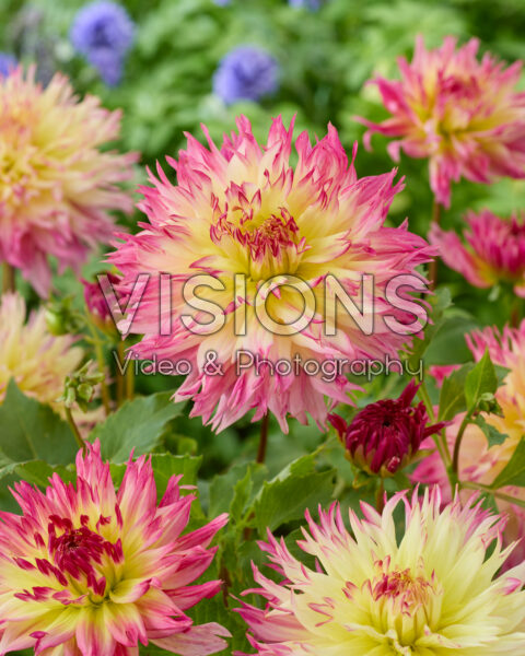 Dahlia Caproz Josephine Dahlia Caproz Josephine