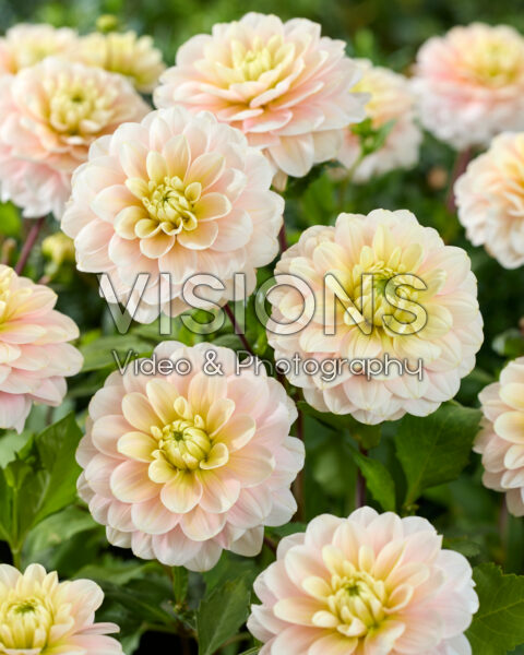 Dahlia Dolce Anna