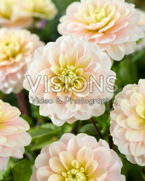 Dahlia Dolce Anna