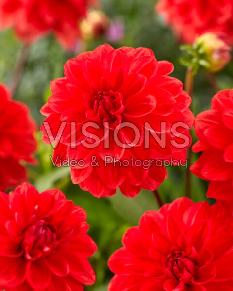 Dahlia Faith Dahlia Faith