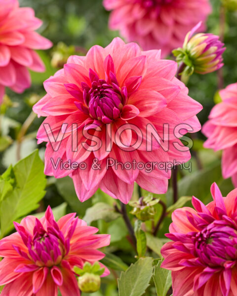 Dahlia Feline Yvonne