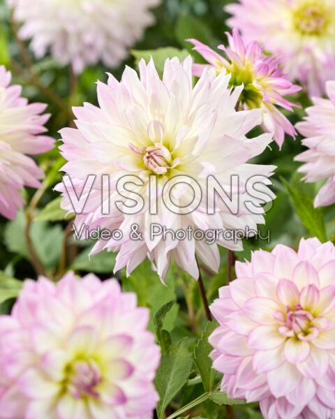 Dahlia Crazy Love Dahlia Crazy Love