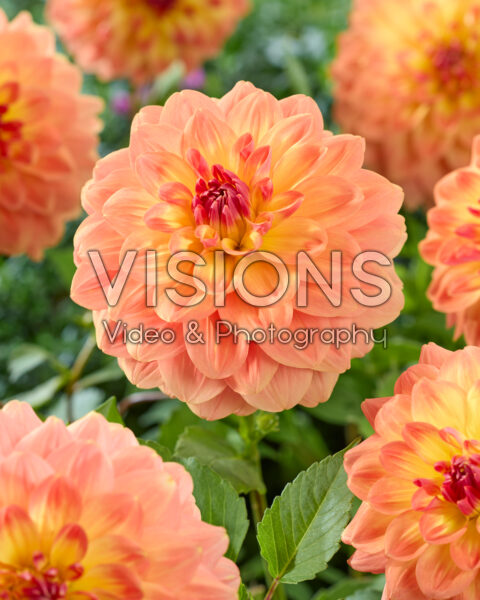Dahlia Ace Summer Sunset Dahlia Ace Summer Sunset