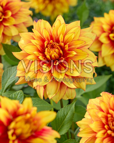 Dahlia Dazzling Magic Dahlia Dazzling Magic