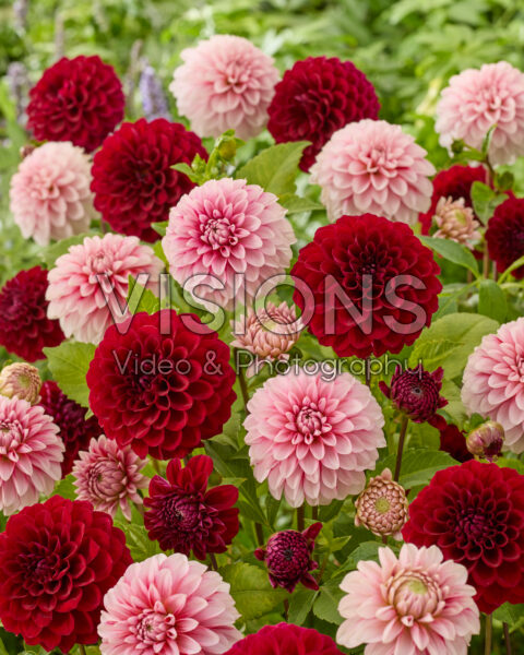 Dahlia Ralphie, Strawberry Cream