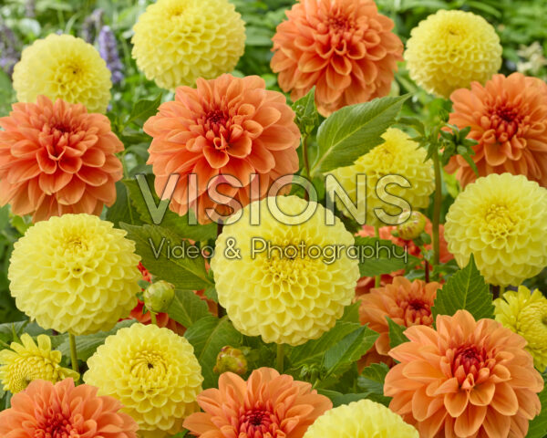 Dahlia HT Sun, Royal King Dahlia HT Sun, Royal King