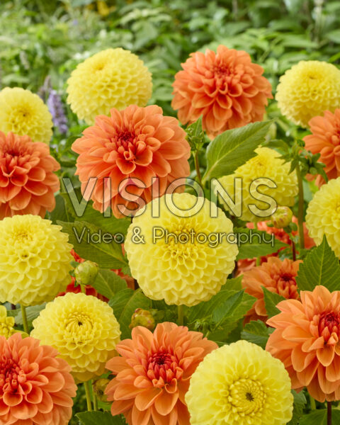Dahlia HT Sun, Royal King Dahlia HT Sun, Royal King